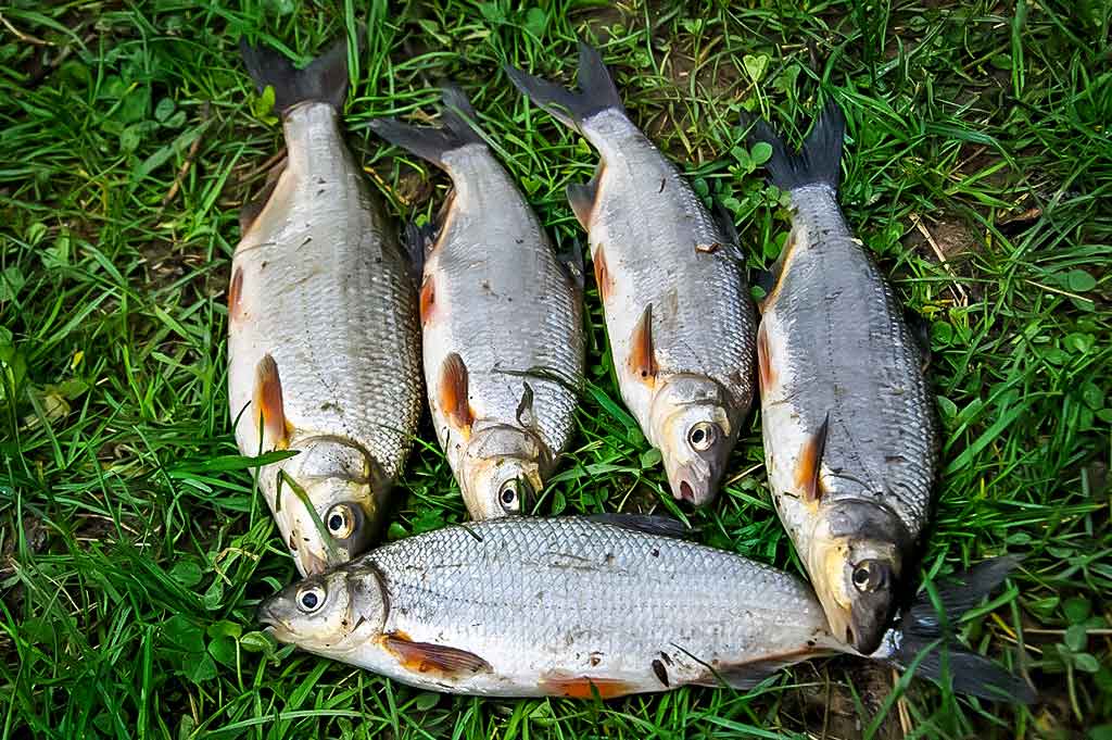 Kaip žvejodavo mūsų senoliai. Pirma dalis